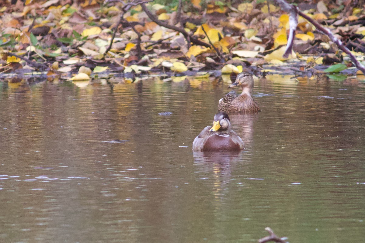 Mallard x American Black Duck (hybrid) - ML644323055