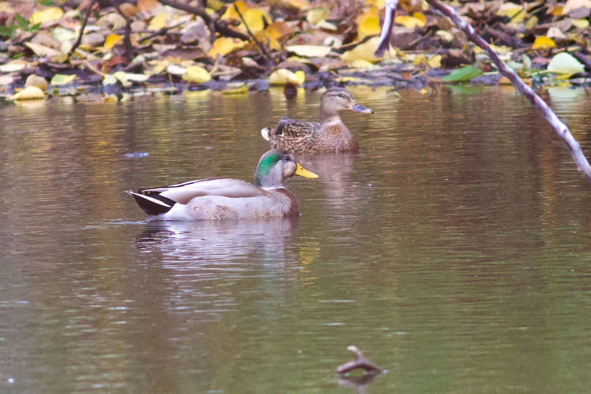 Mallard x American Black Duck (hybrid) - ML644323058