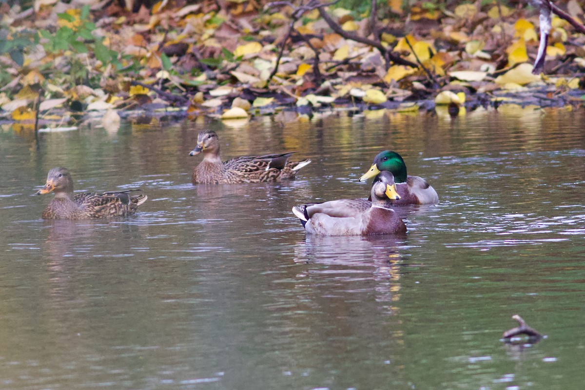 Mallard x American Black Duck (hybrid) - ML644323059