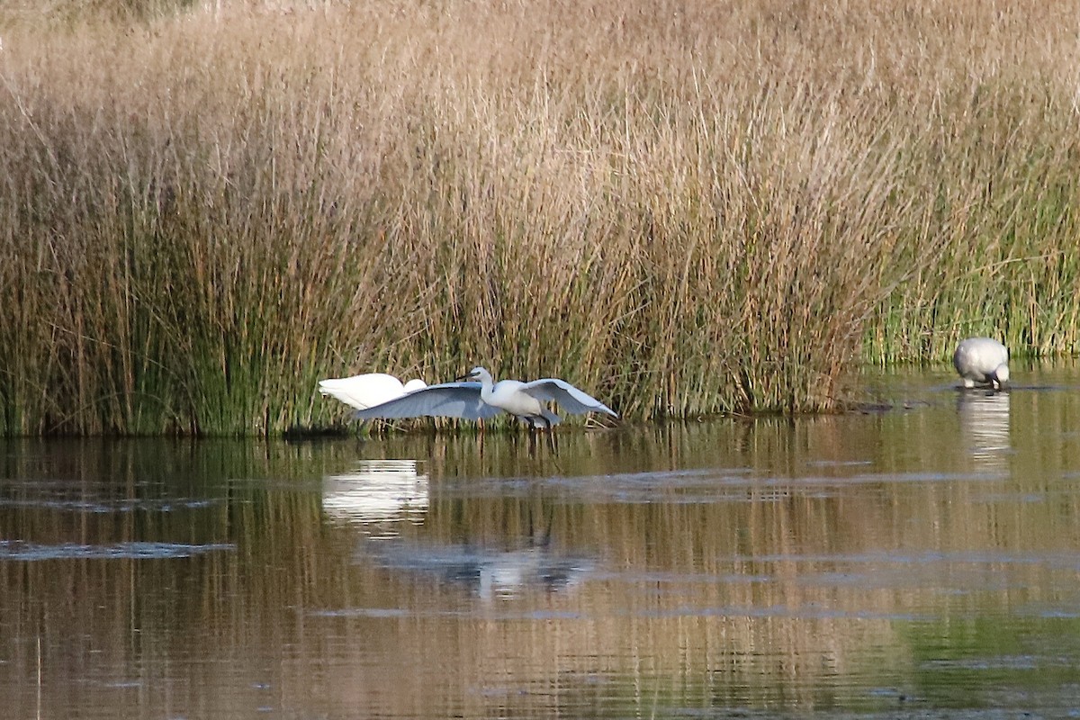 Little Egret - ML644323060