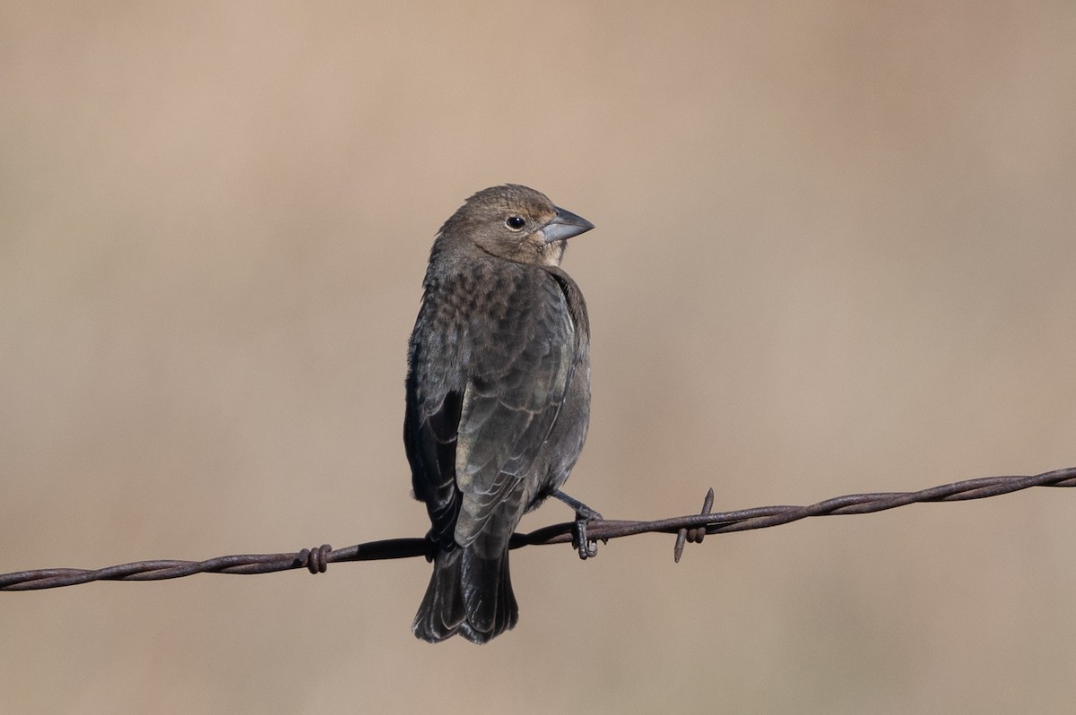 Brown-headed Cowbird - ML644323062