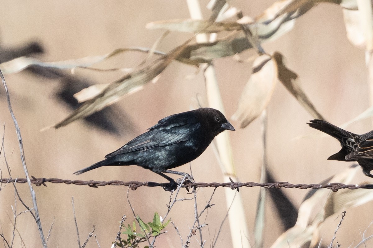 Brown-headed Cowbird - ML644323063