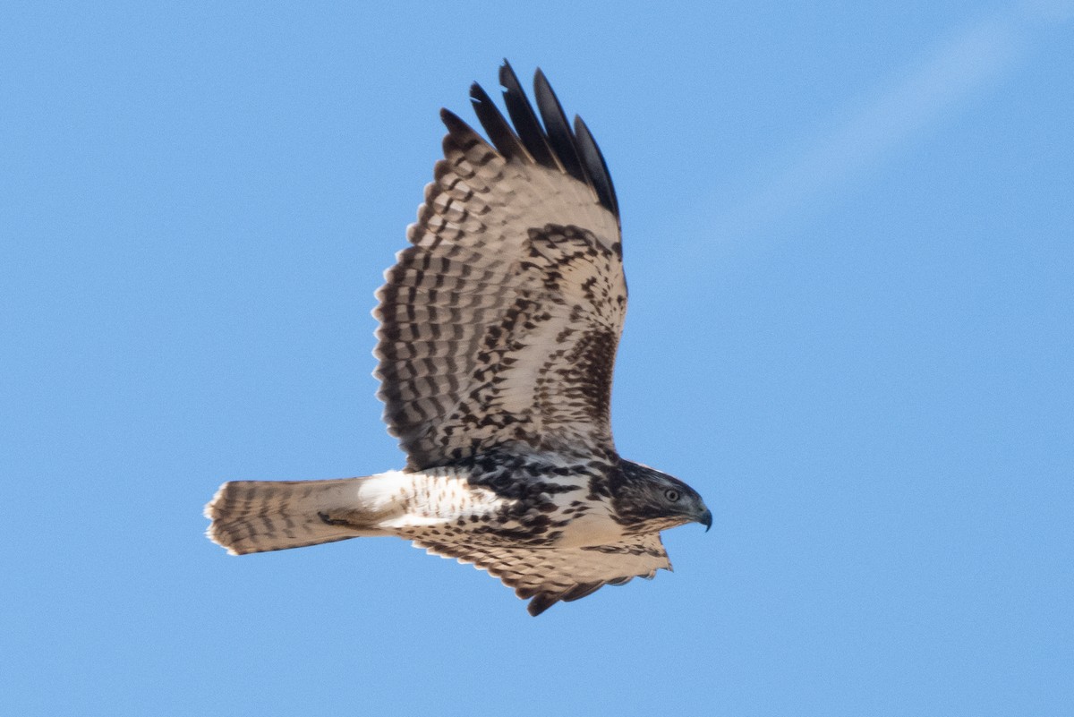 Red-tailed Hawk - ML644323069