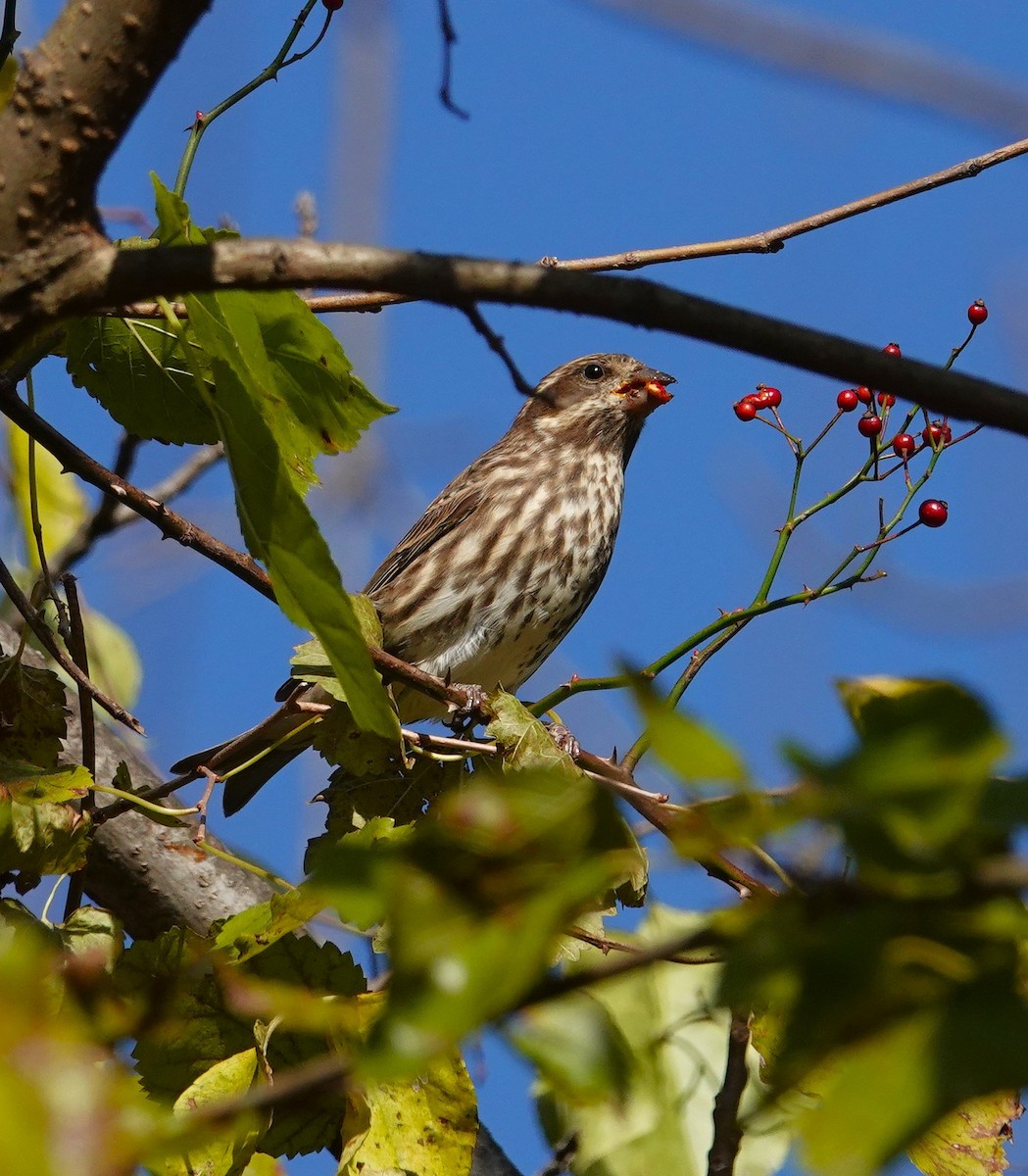 ムラサキマシコ - ML644323075