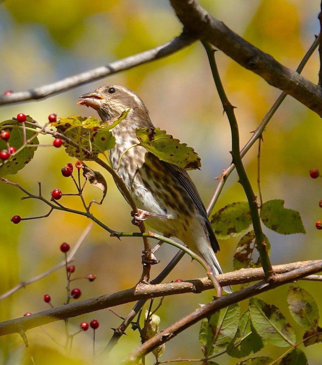 ムラサキマシコ - ML644323076