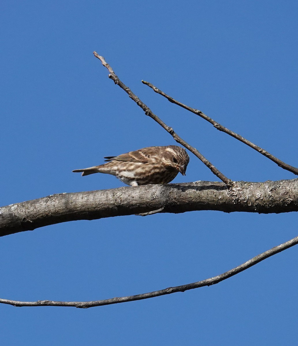 ムラサキマシコ - ML644323077