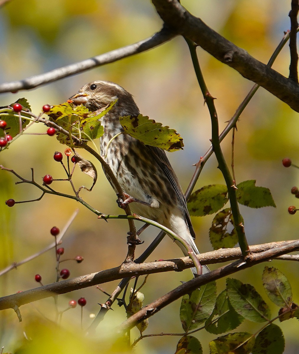 ムラサキマシコ - ML644323078