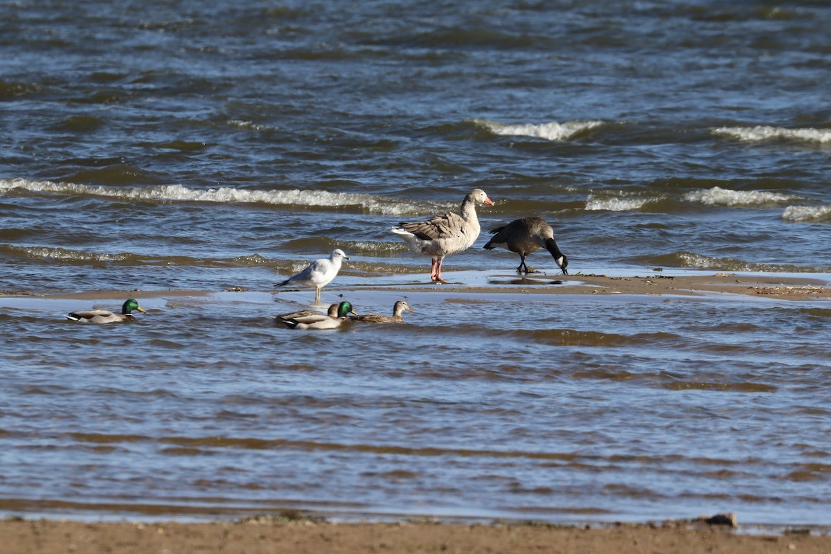 Graylag Goose (Domestic type) - ML644323087