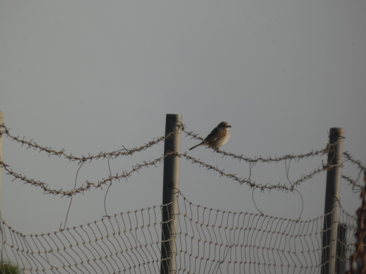 Woodchat Shrike - ML644323098