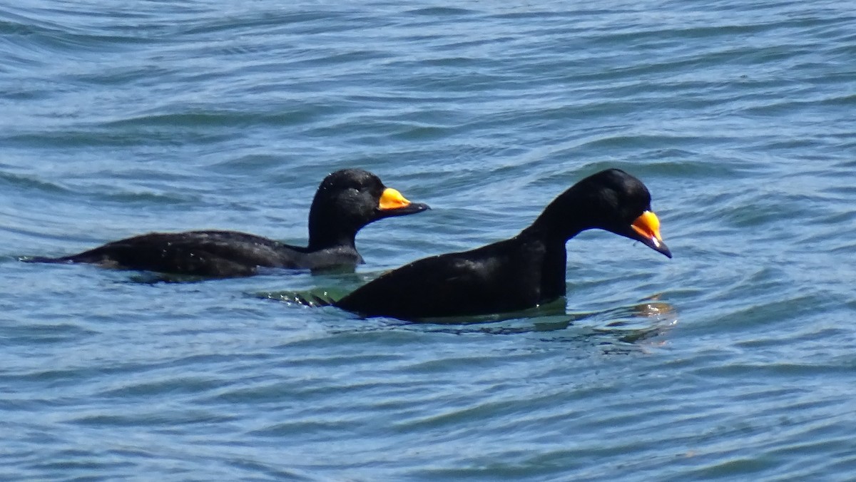 Black Scoter - ML644323104