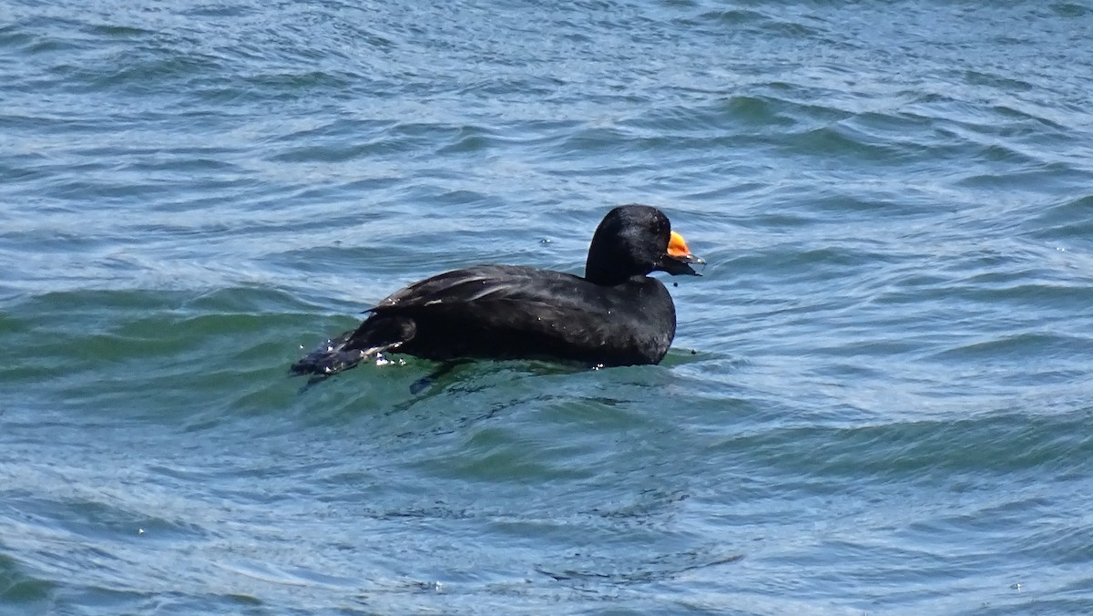 Black Scoter - ML644323105