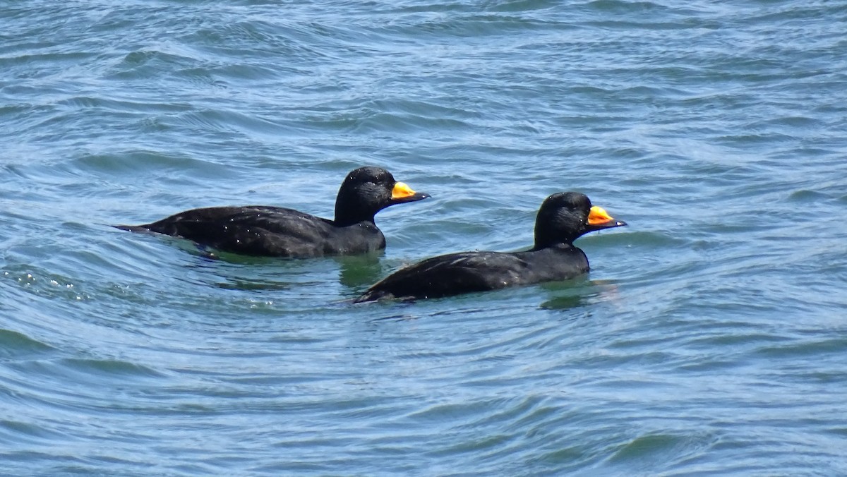 Black Scoter - ML644323106