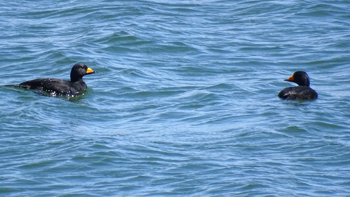 Black Scoter - ML644323107