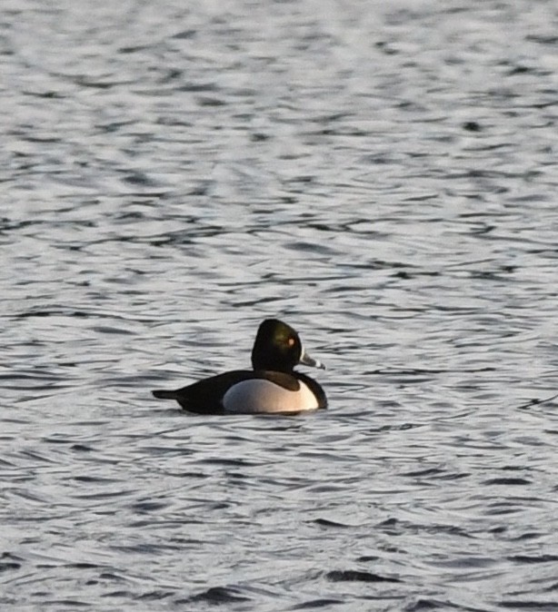 Moretta dal collare - ML644323111