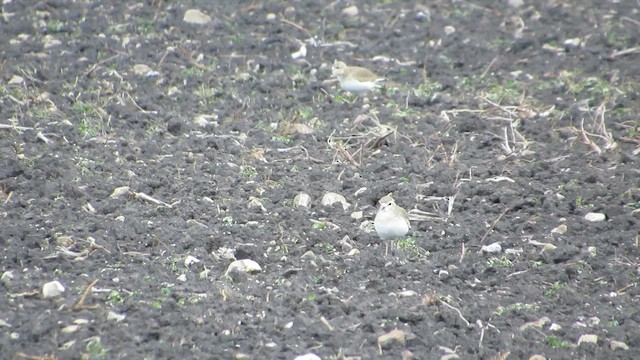 Mountain Plover - ML644323118