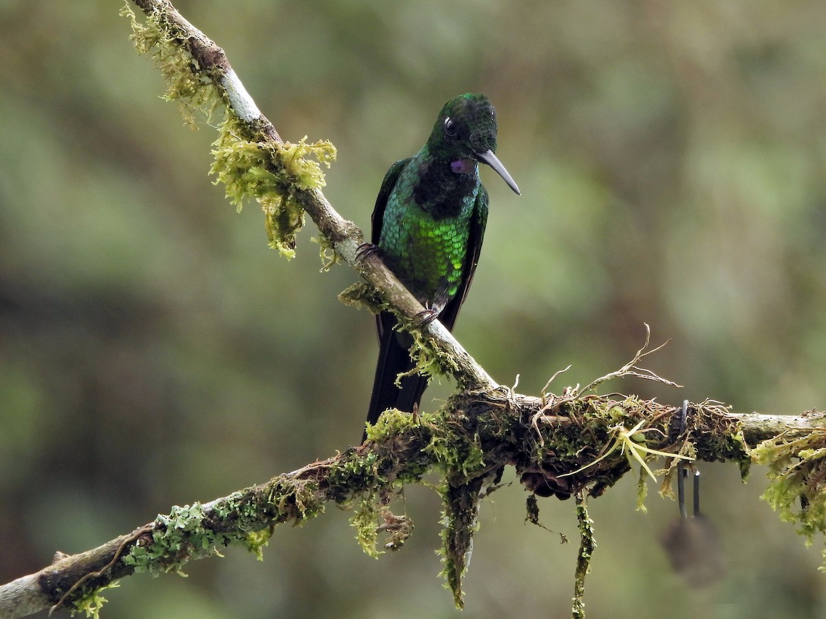 gaffelbriljant - ML644323120