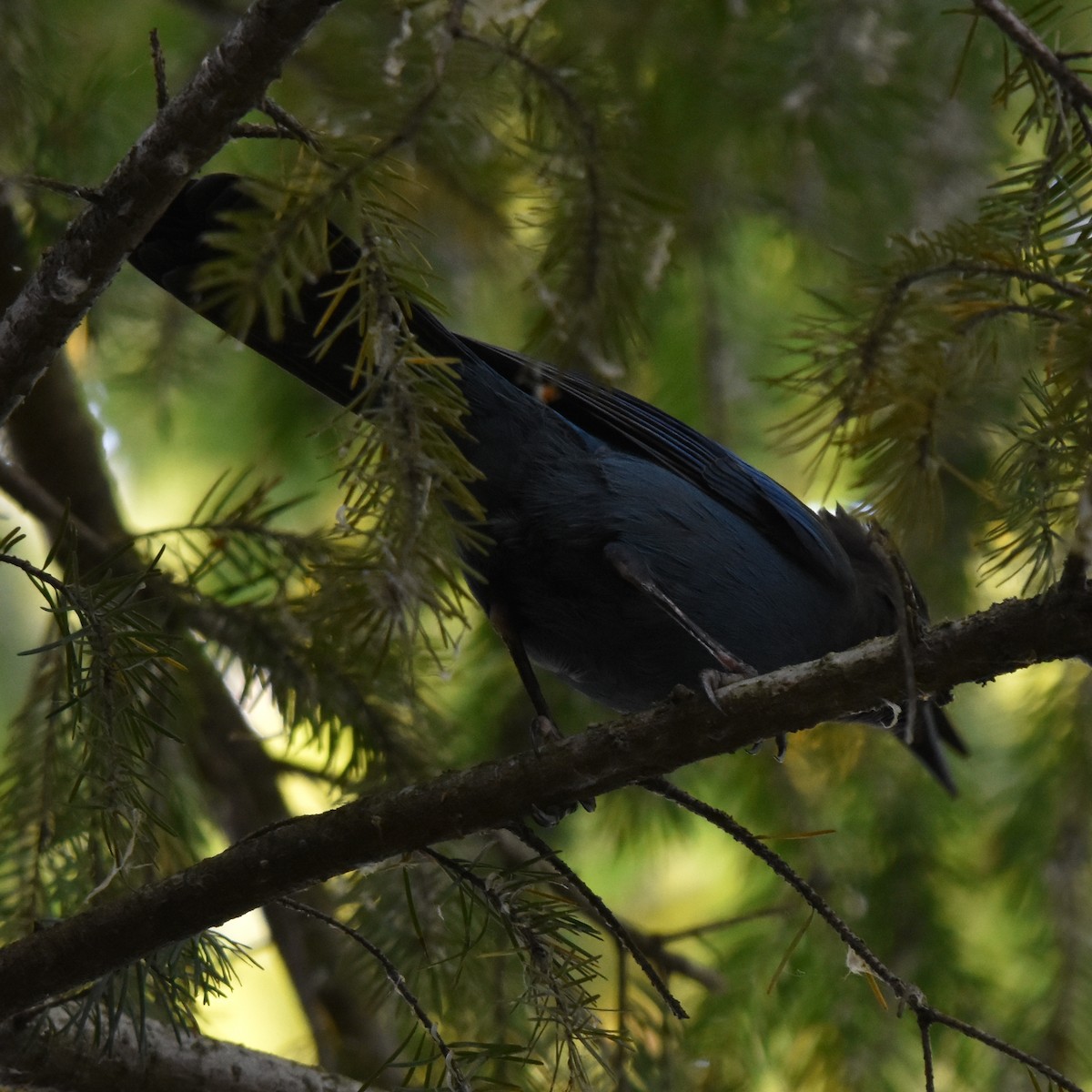 Стеллерова сойка - ML644323123