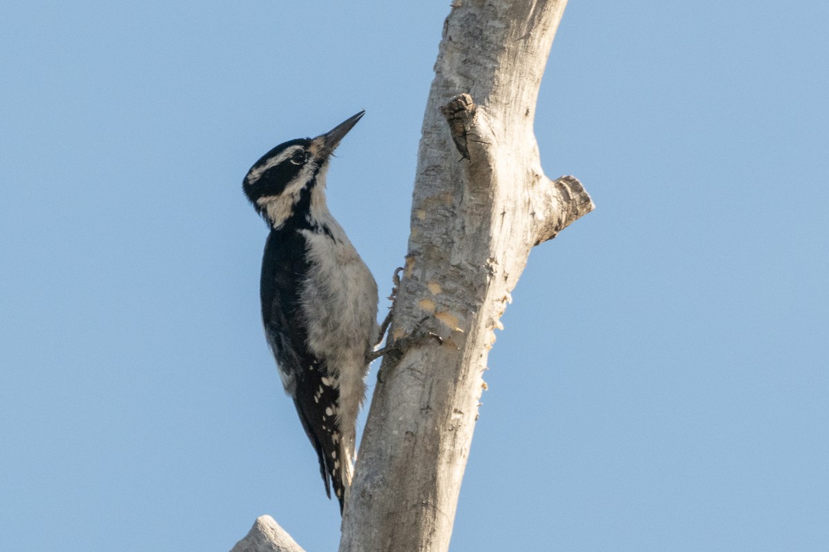 Hairy Woodpecker - ML644323127