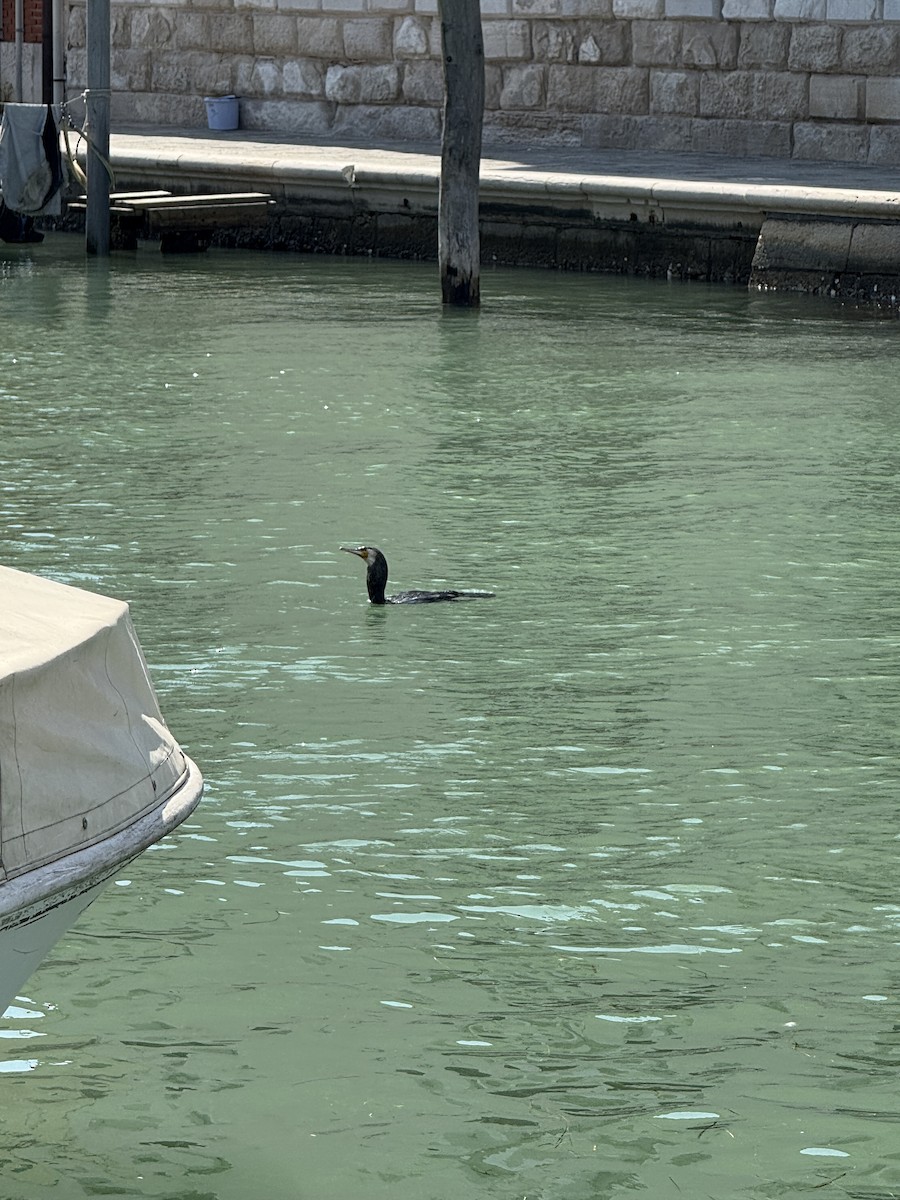 Great Cormorant - ML644323144