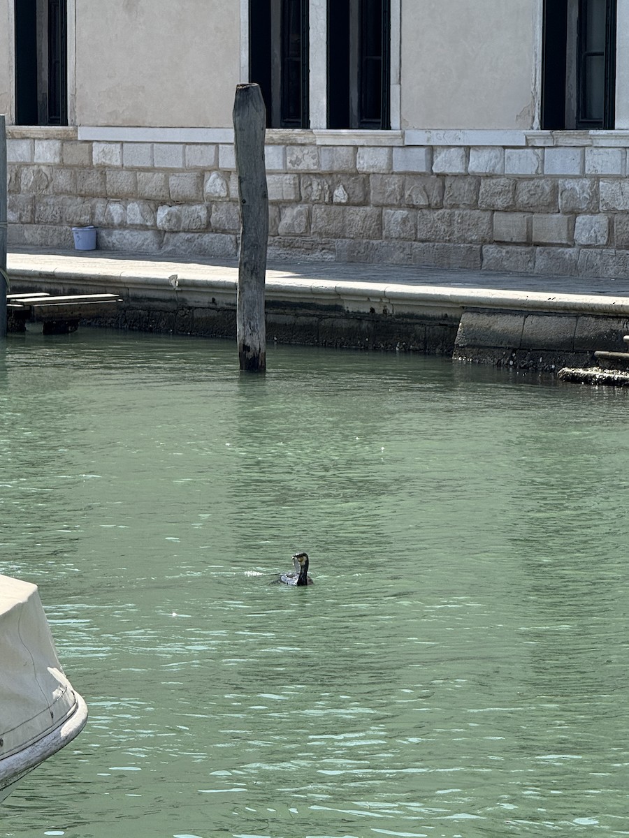 Great Cormorant - ML644323145