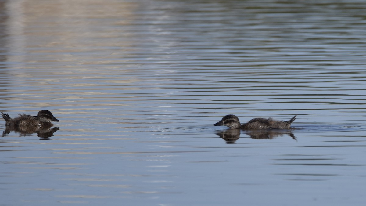 Maccoa Duck - ML644323149