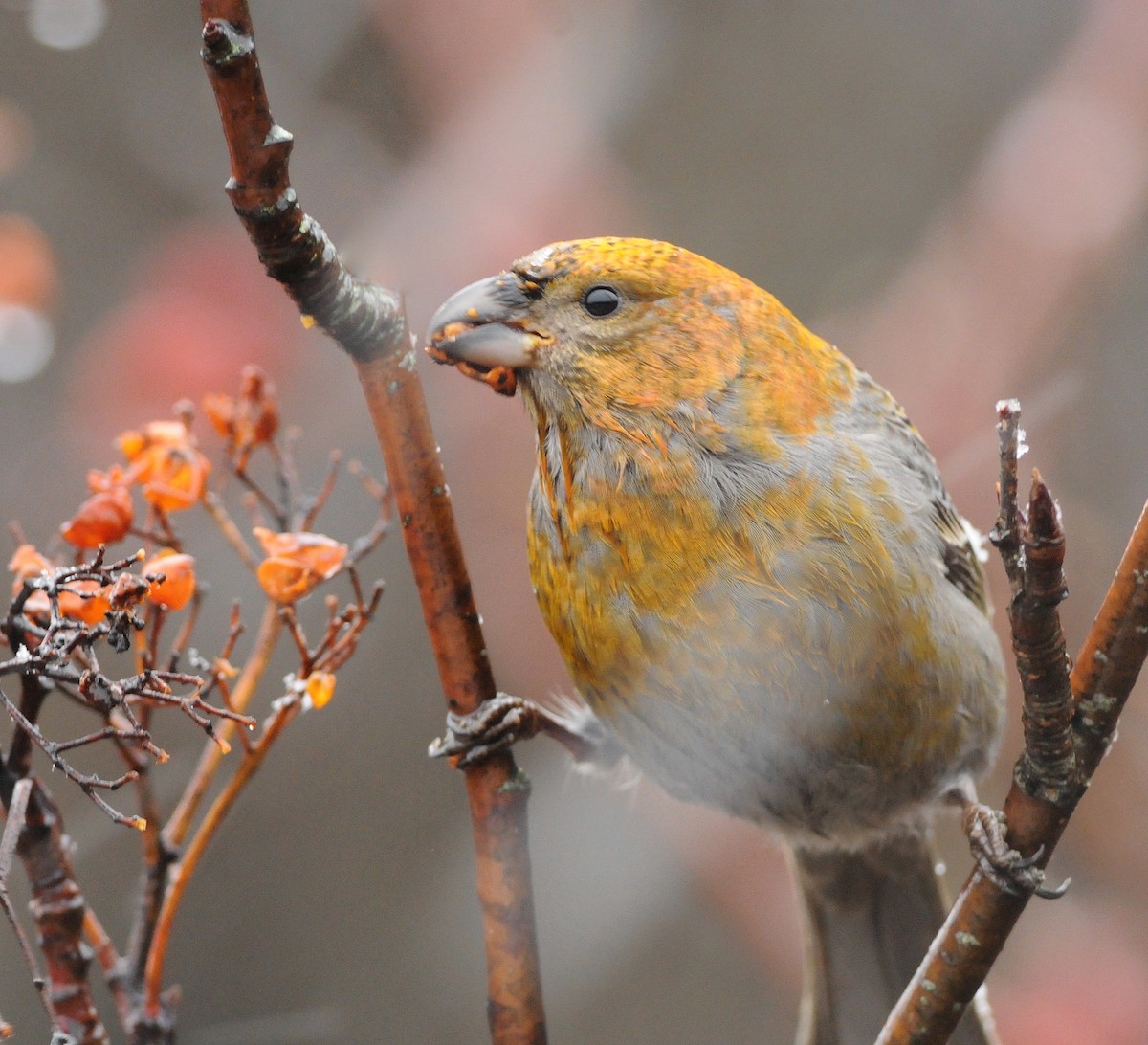 ギンザンマシコ - ML644323161