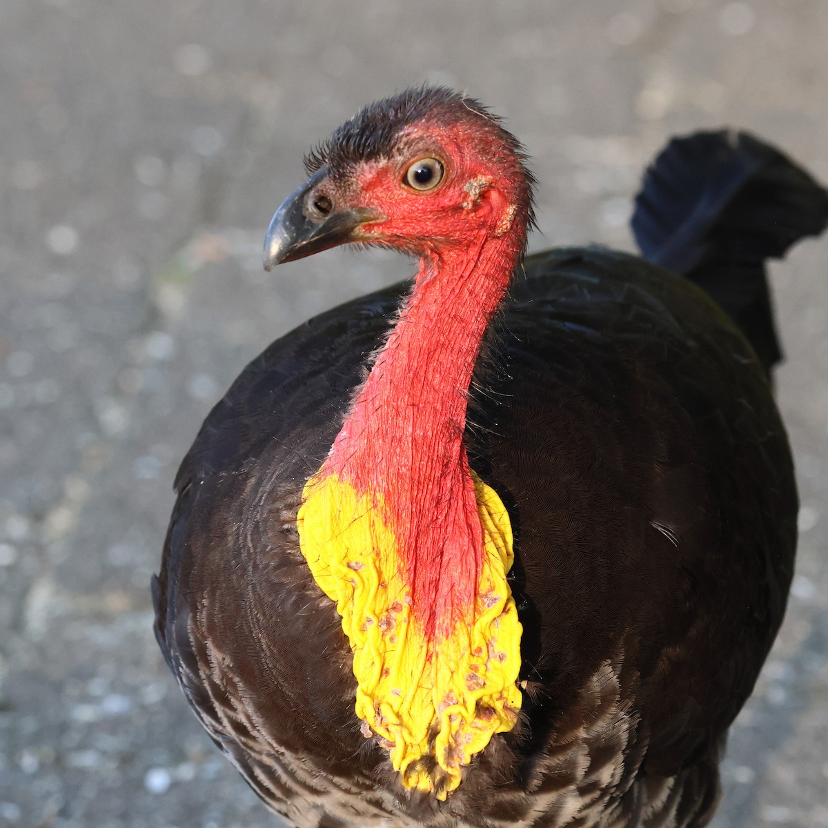 Australian Brushturkey - ML644323165