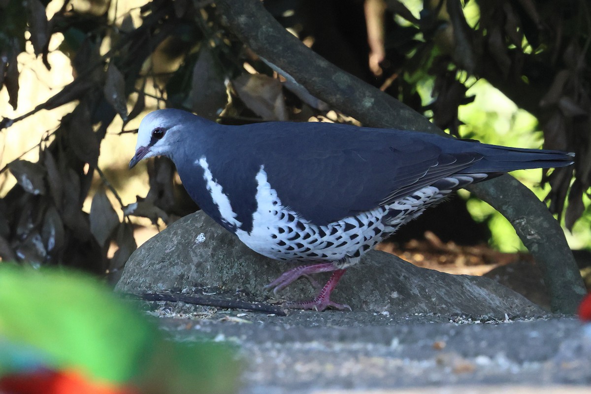 Вонга - ML644323167