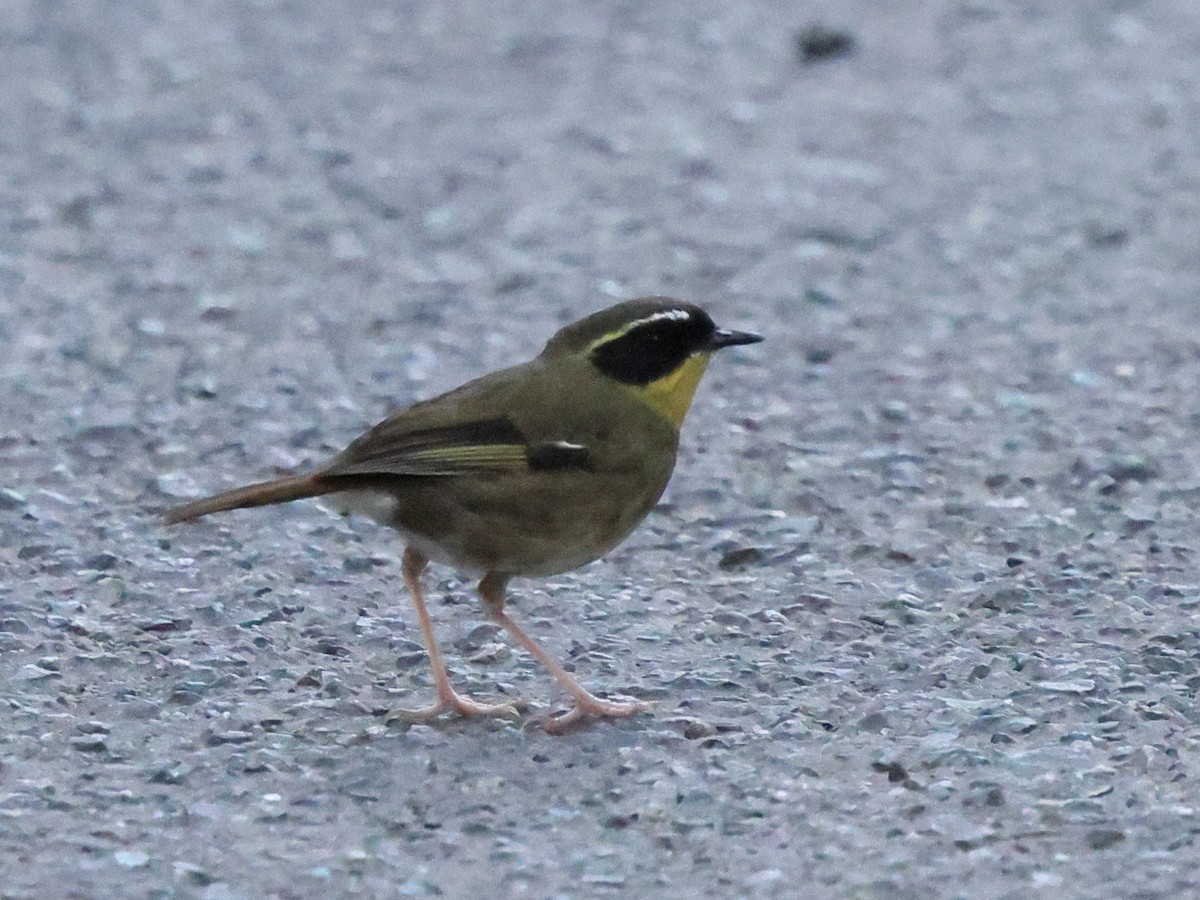 Yellow-throated Scrubwren - ML644323181