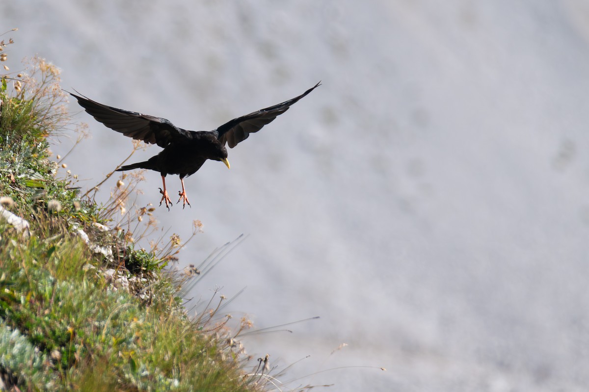 キバシガラス - ML644323182