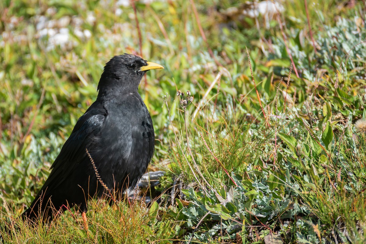 キバシガラス - ML644323183