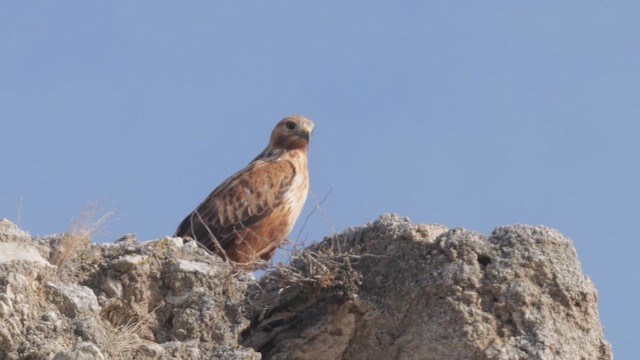 Long-legged Buzzard - ML644323185