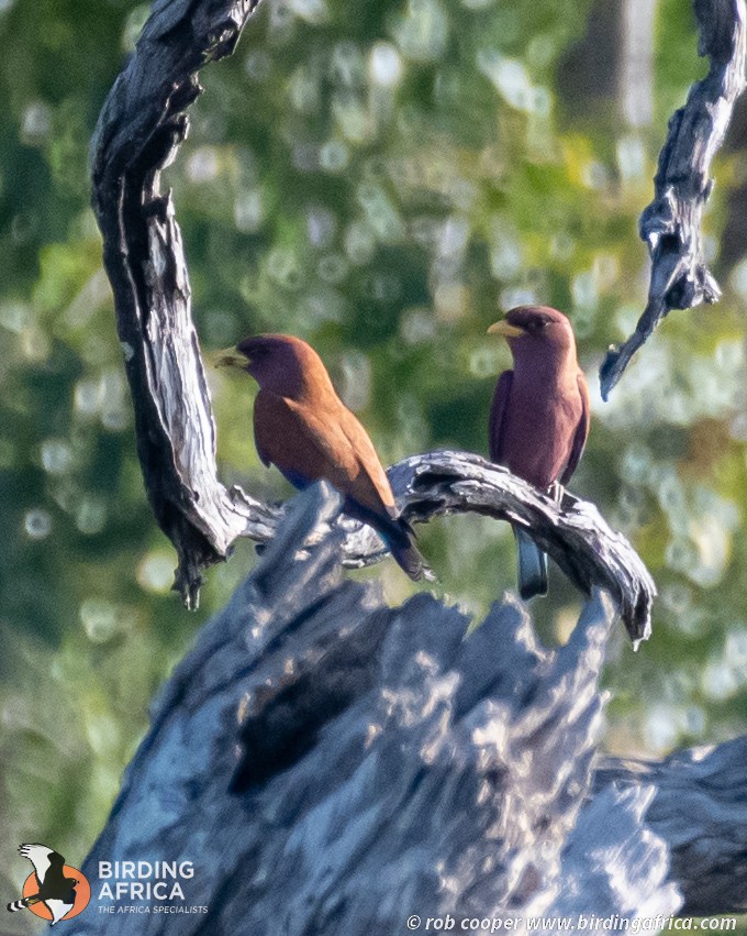 Broad-billed Roller - ML644323191