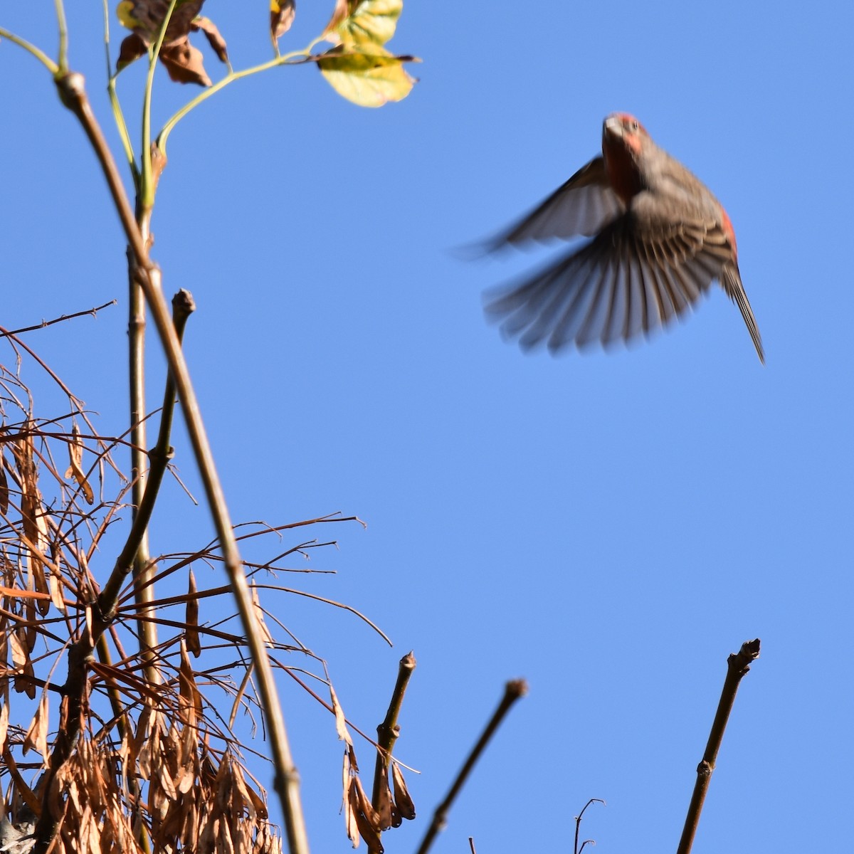 Camachuelo Mexicano - ML644323192