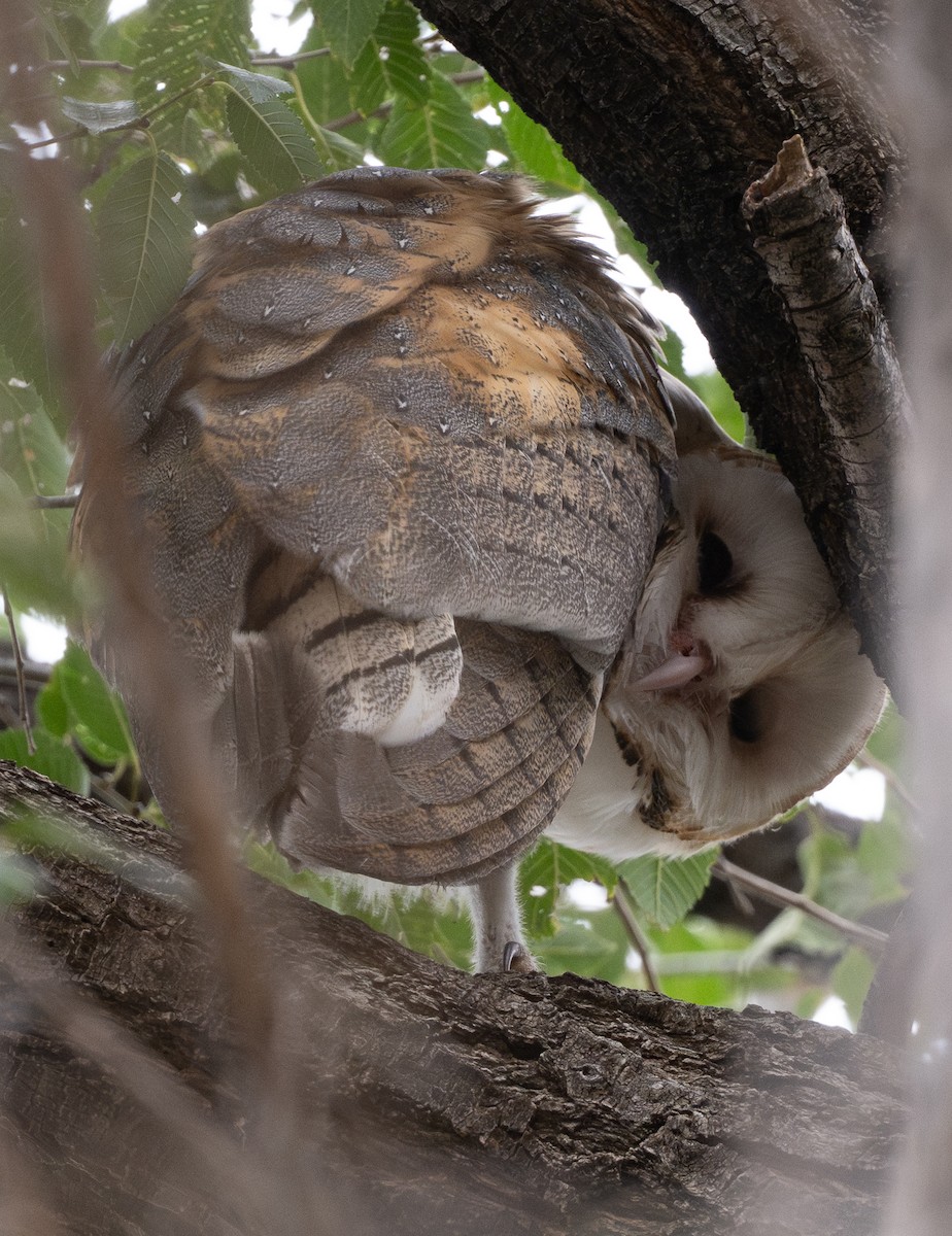 American Barn Owl - ML644323194