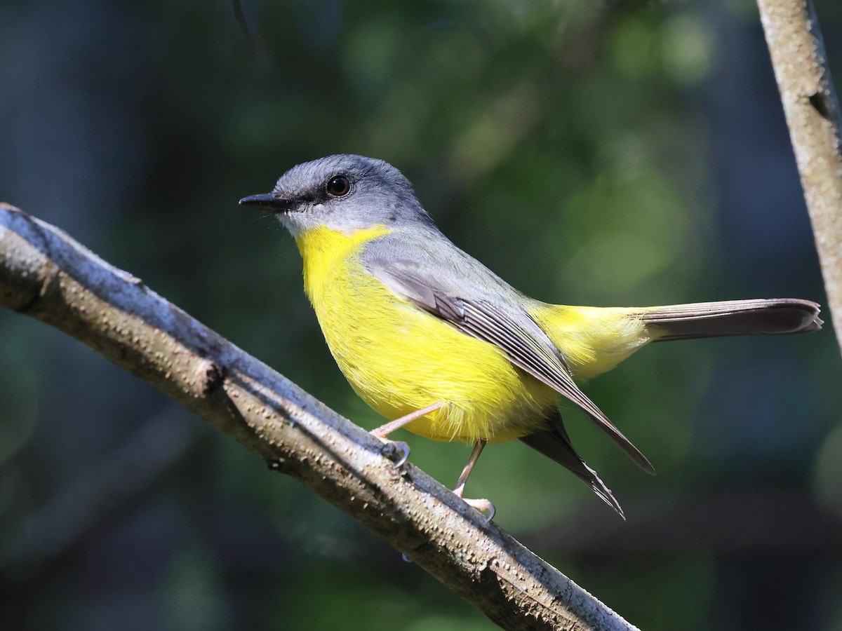 Doğulu Sarı Bülbül - ML644323196