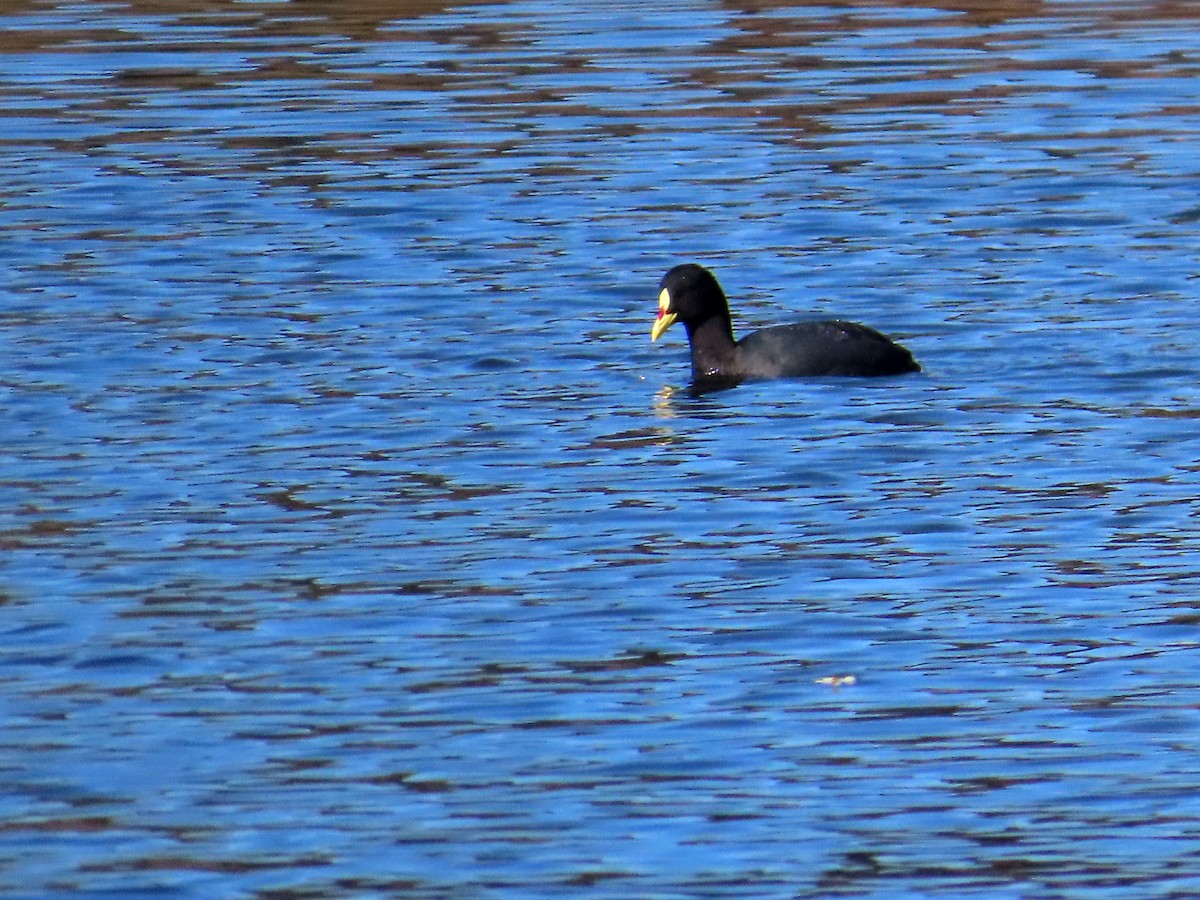 Foulque à jarretières - ML644323197