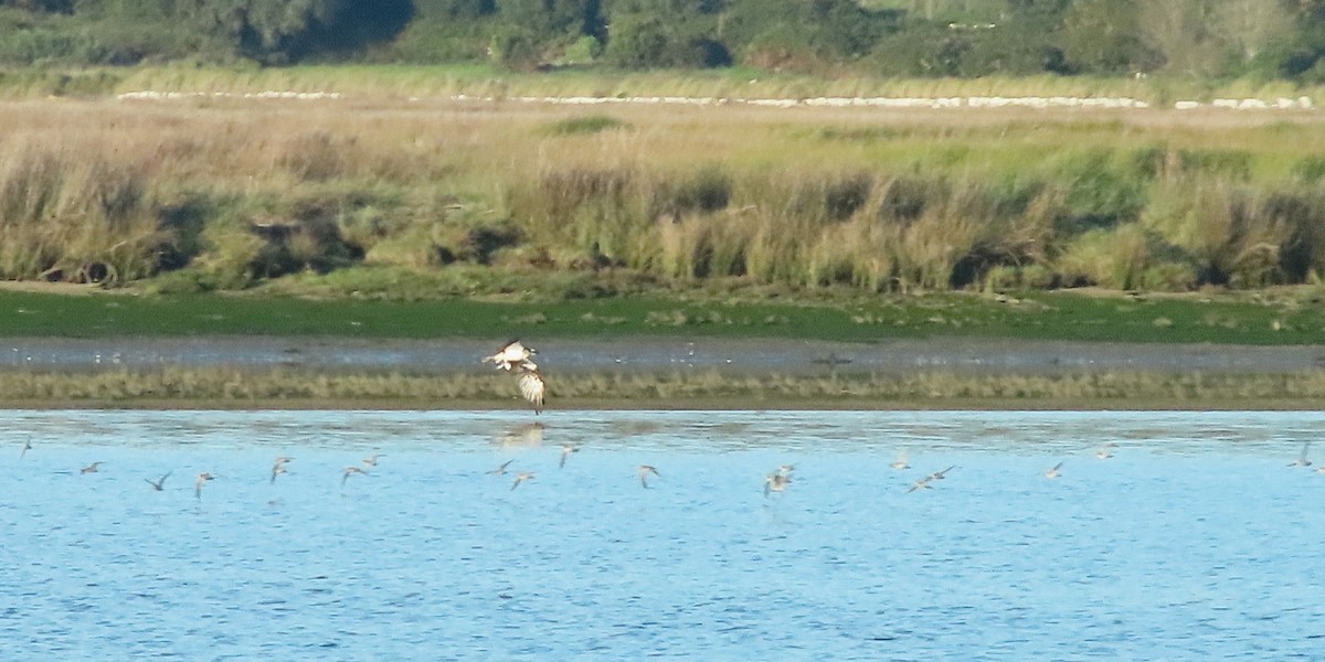 Osprey - ML644323199