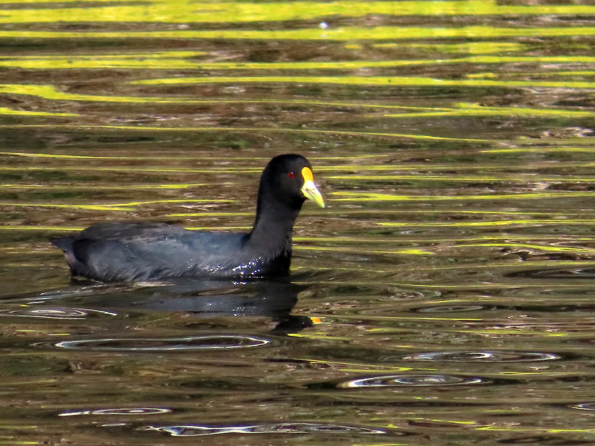White-winged Coot - ML644323200