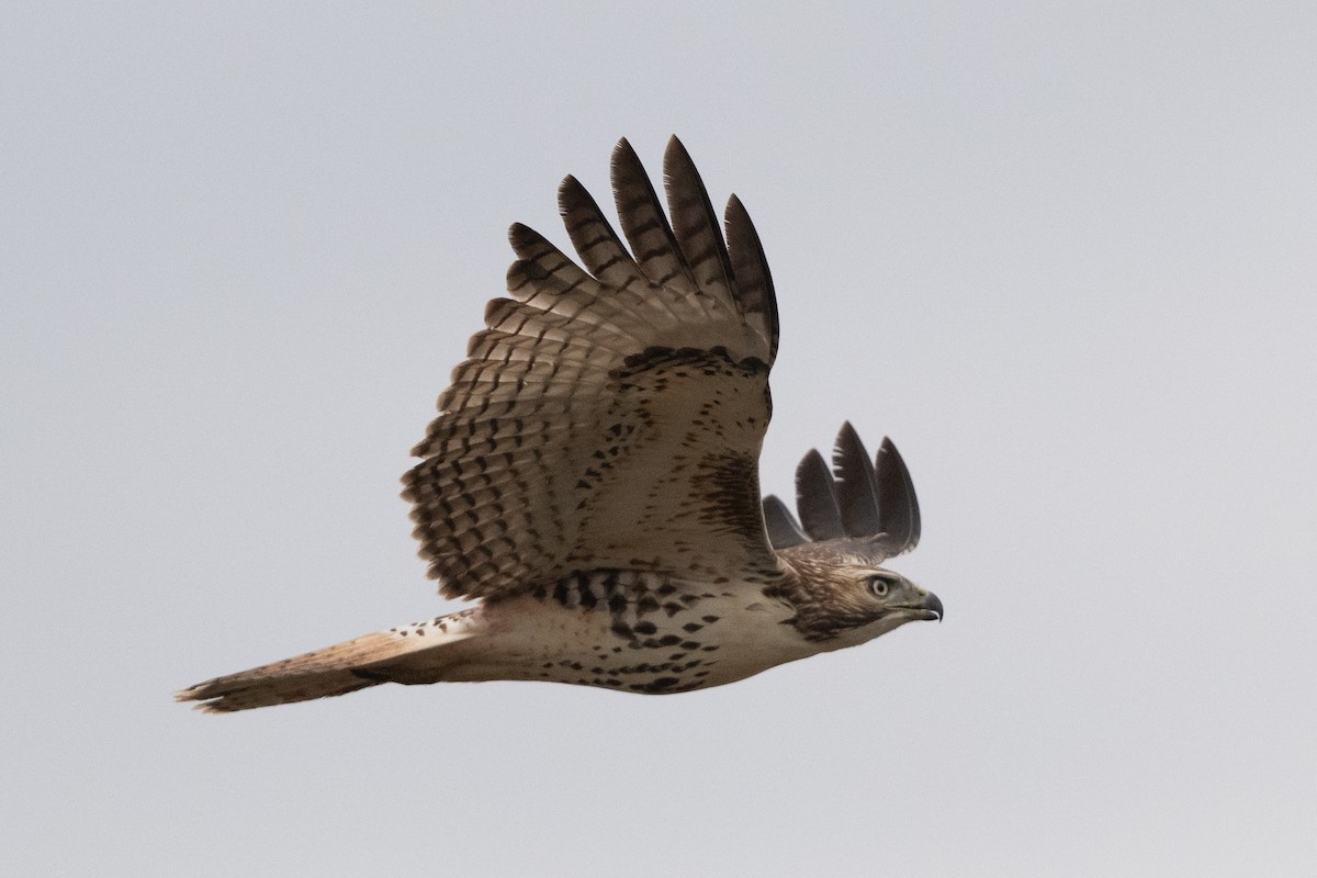 Red-tailed Hawk - ML644323201