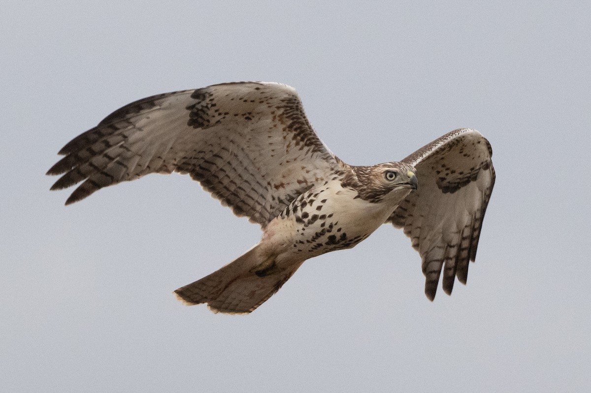 Red-tailed Hawk - ML644323202