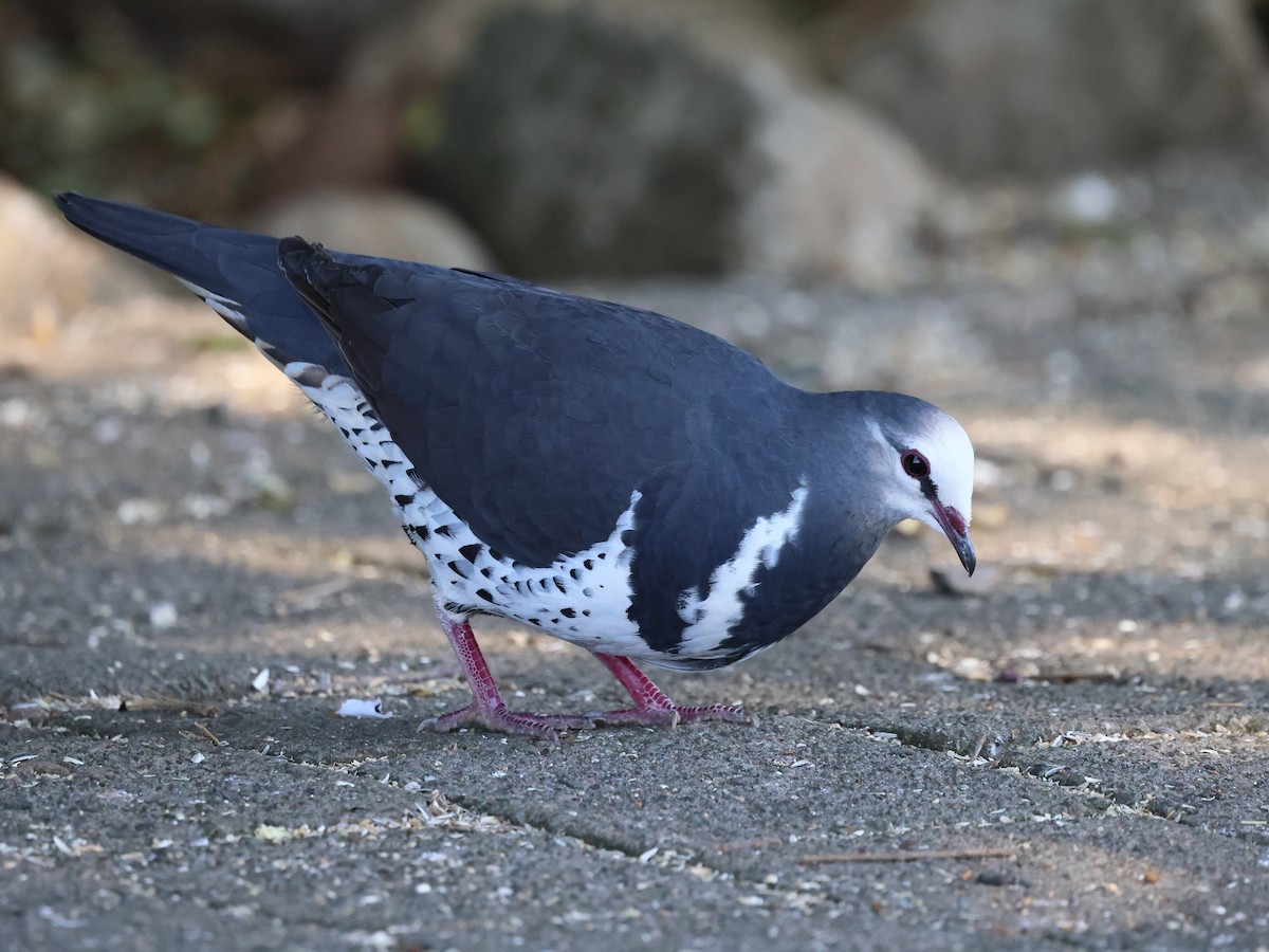 Вонга - ML644323203