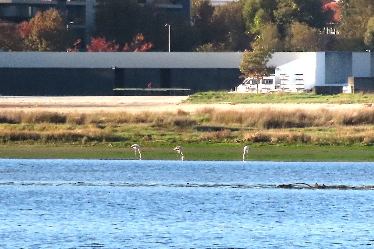 Greater Flamingo - ML644323207