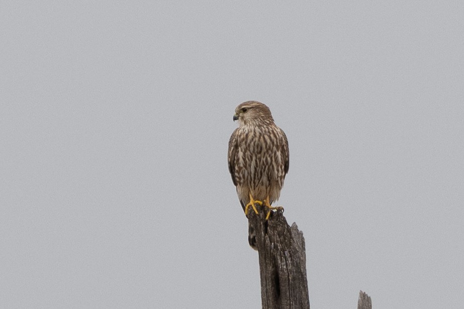 Merlin - ML644323232