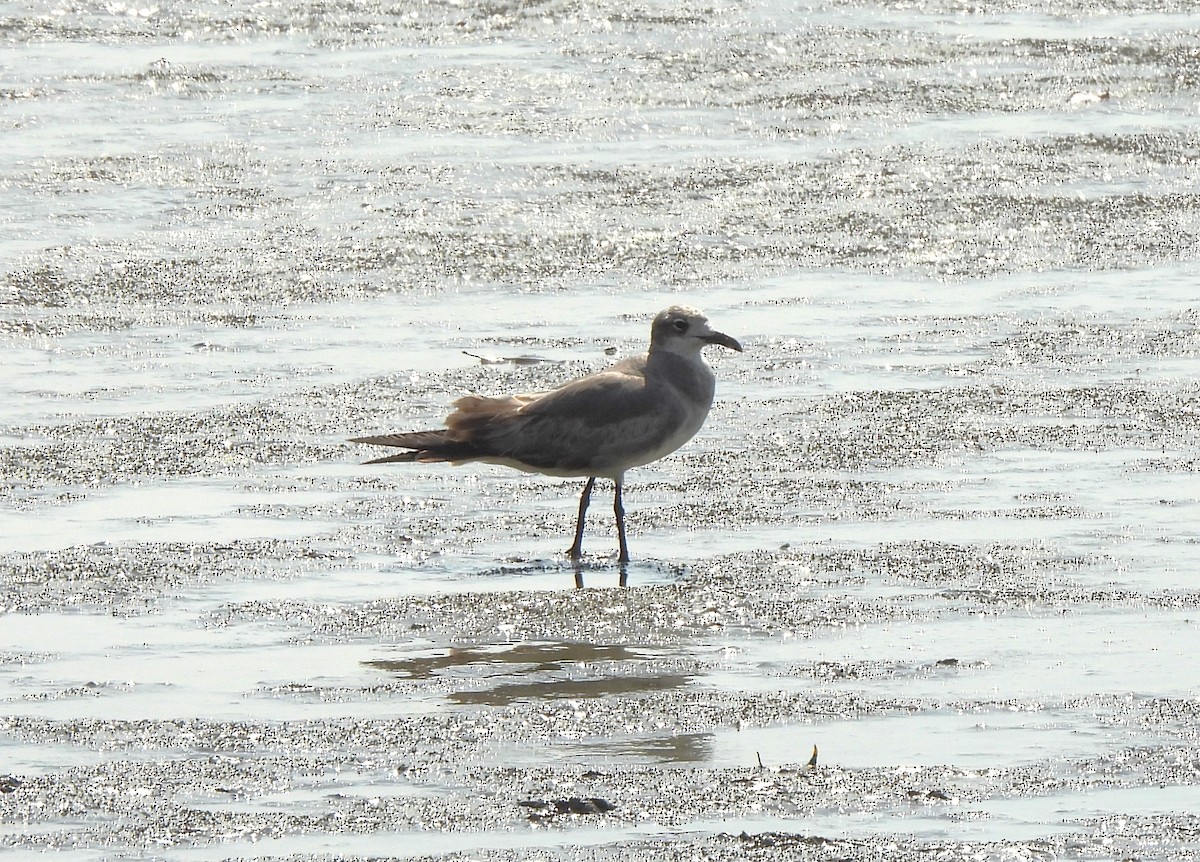 Laughing Gull - ML644323262