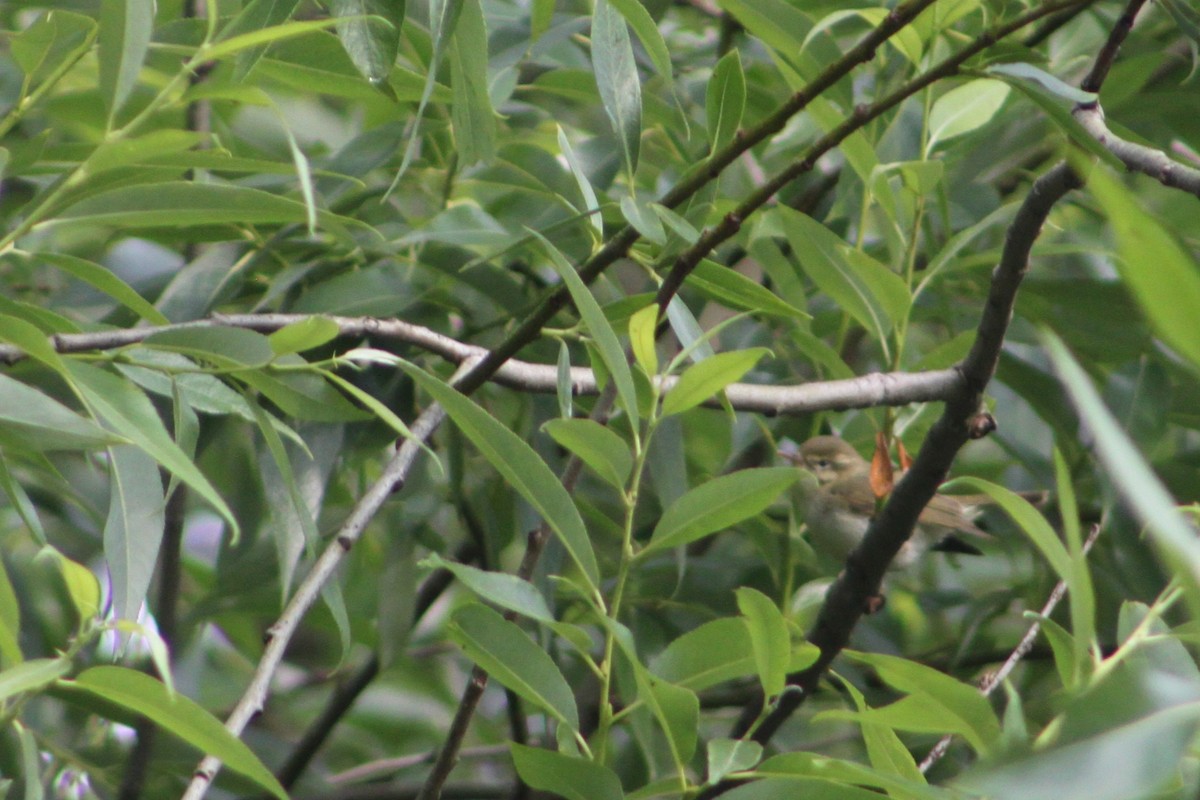 Greenish Warbler - ML644323268