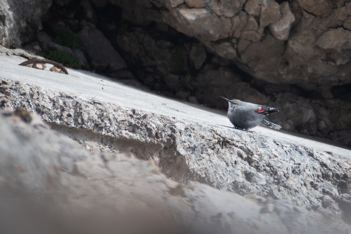 Wallcreeper - ML644323269