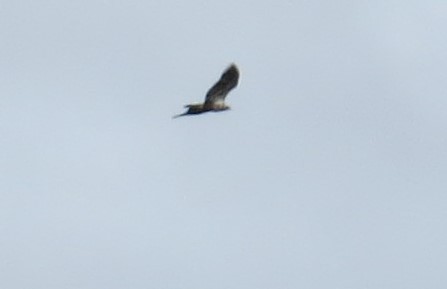 Bald Eagle - ML644323277