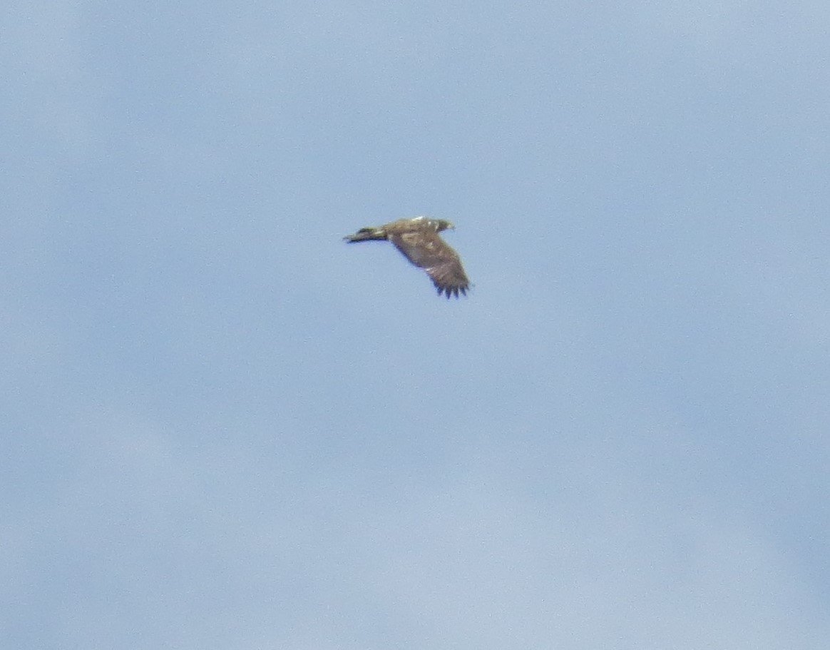 Bald Eagle - ML644323279