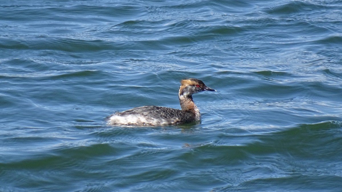 Ухаа шунгуур - ML644323282